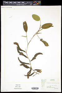 Potamogeton amplifolius image