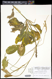 Potamogeton amplifolius image