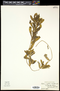 Potamogeton crispus image