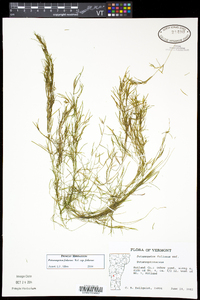 Potamogeton foliosus subsp. foliosus image