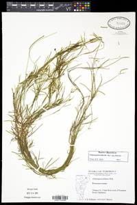 Potamogeton foliosus subsp. foliosus image