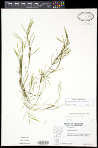 Potamogeton foliosus subsp. foliosus image