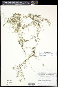 Potamogeton foliosus subsp. foliosus image