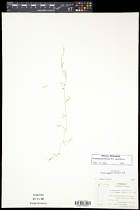 Potamogeton foliosus subsp. foliosus image