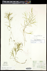 Potamogeton foliosus subsp. foliosus image