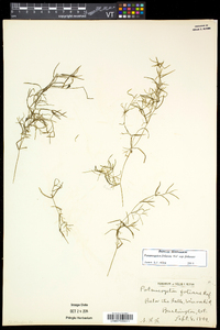 Potamogeton foliosus subsp. foliosus image