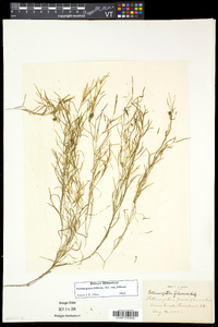 Potamogeton foliosus subsp. foliosus image