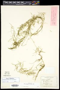 Potamogeton foliosus subsp. foliosus image