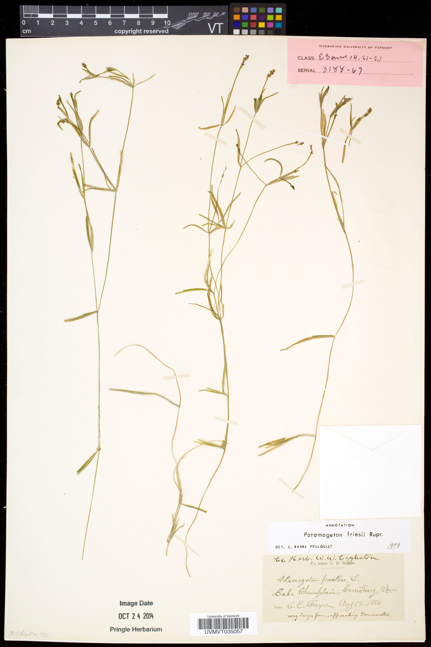 Potamogeton friesii image