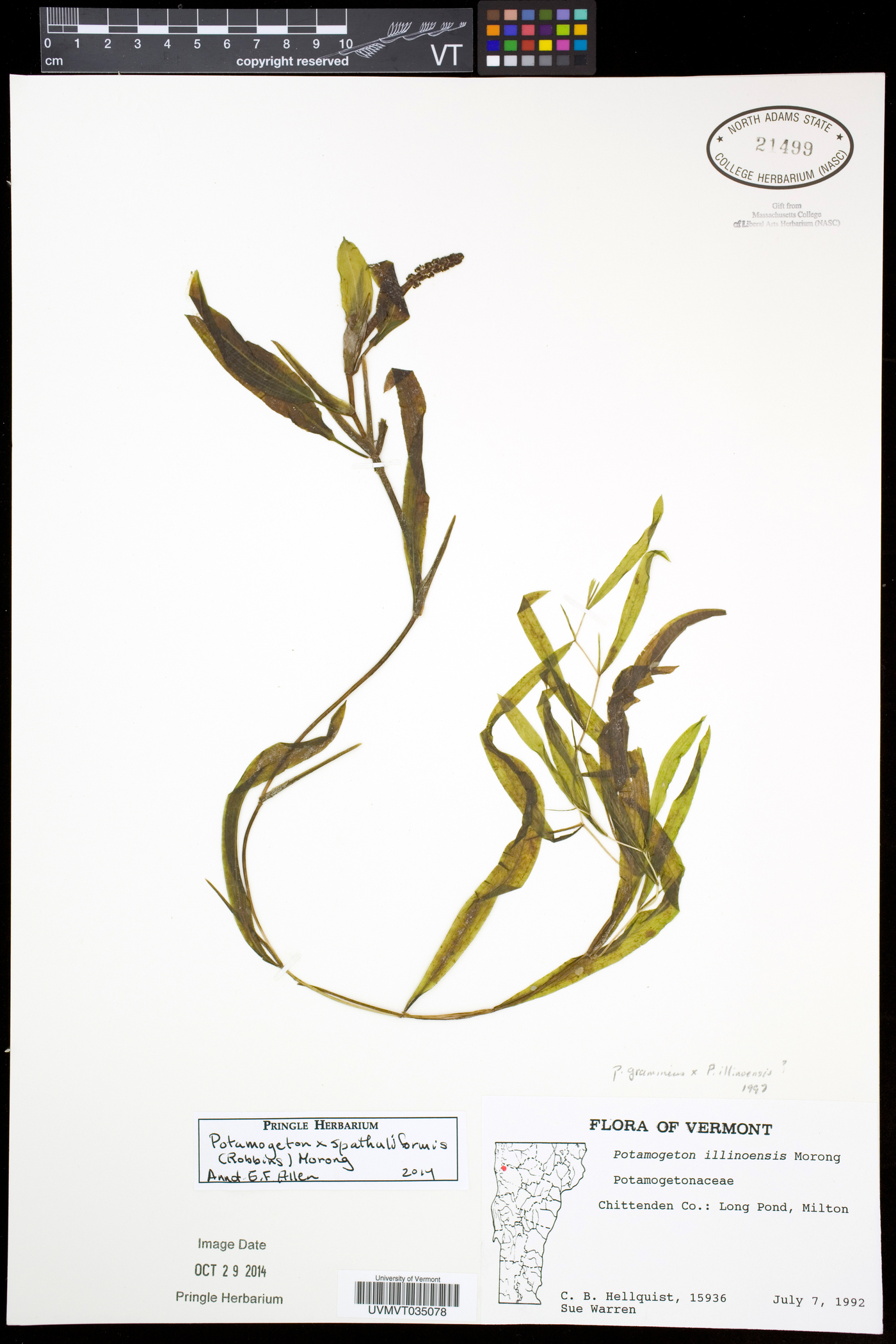 Potamogeton spathuliformis image