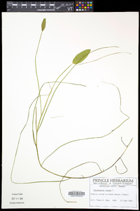 Potamogeton natans image