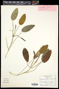 Potamogeton natans image