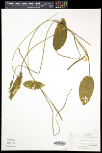 Potamogeton natans image