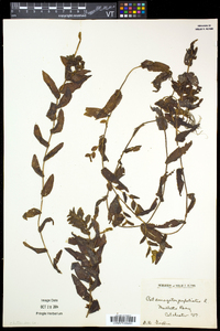 Potamogeton perfoliatus image