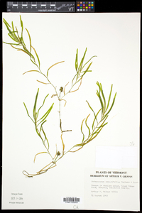 Potamogeton obtusifolius image