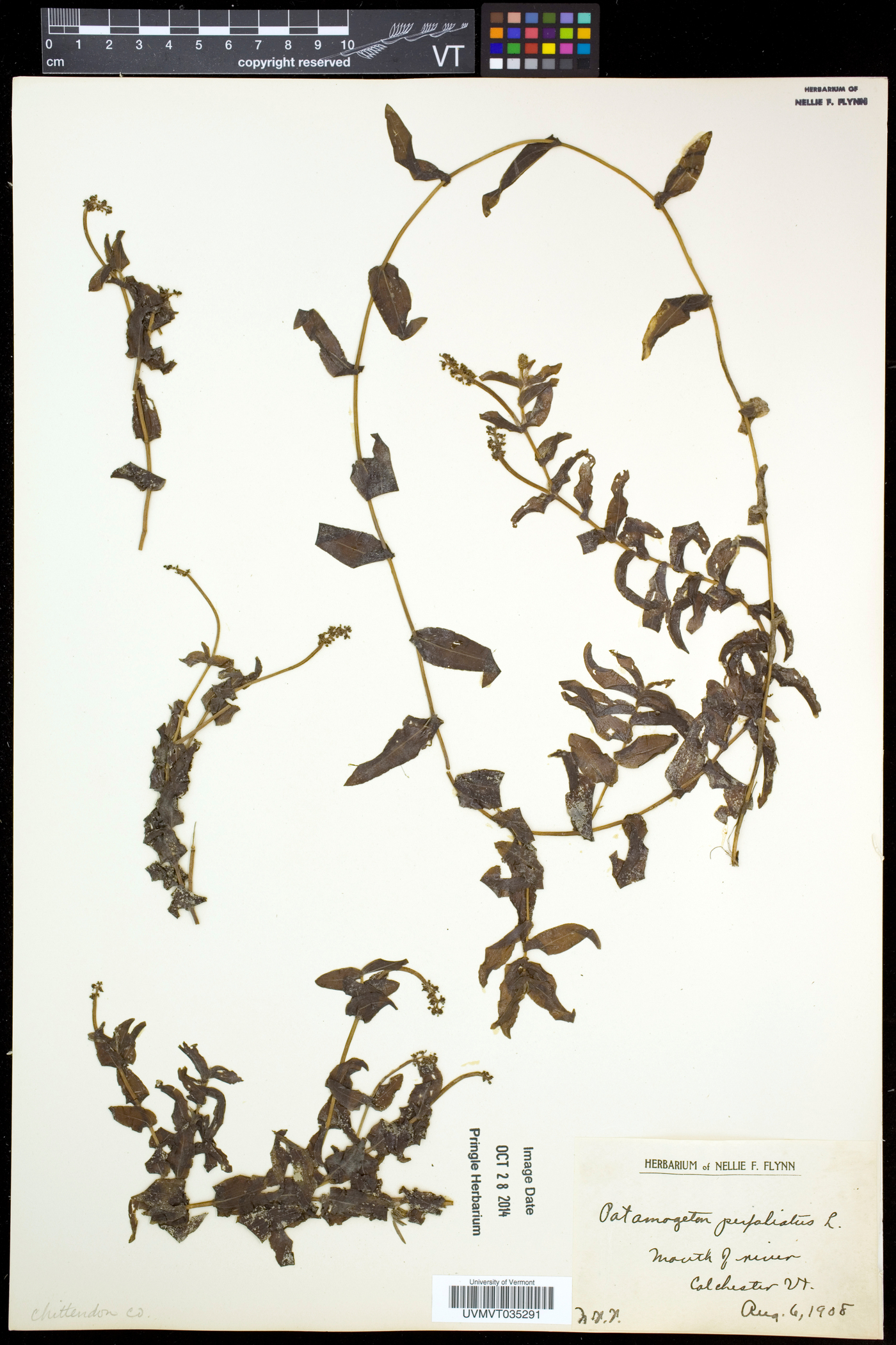 Potamogeton perfoliatus image