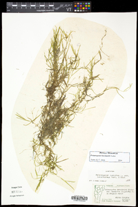 Potamogeton berchtoldii image