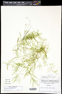 Potamogeton berchtoldii image