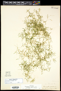 Potamogeton berchtoldii image