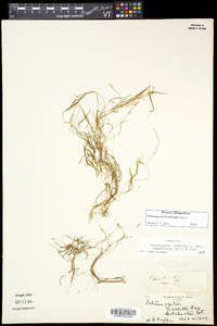 Potamogeton berchtoldii image