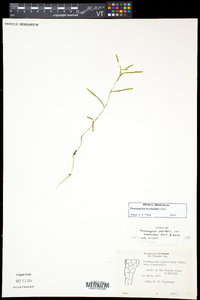 Potamogeton berchtoldii image