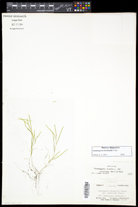 Potamogeton berchtoldii image