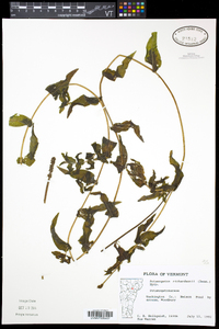 Potamogeton richardsonii image