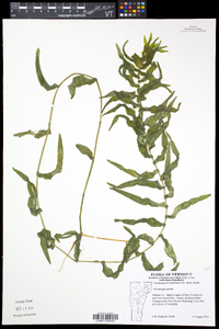 Potamogeton richardsonii image
