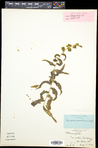 Potamogeton richardsonii image