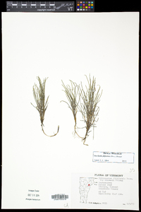 Stuckenia filiformis image