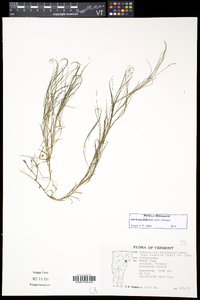 Stuckenia filiformis image