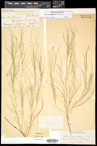 Stuckenia filiformis image