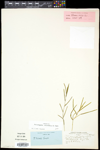 Potamogeton strictifolius image