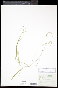 Potamogeton strictifolius image