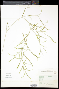 Potamogeton strictifolius image