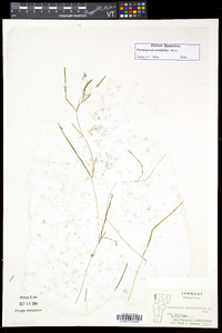 Potamogeton strictifolius image