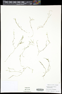 Potamogeton spirillus image