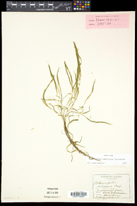 Potamogeton spirillus image