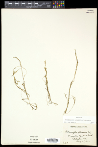 Potamogeton spirillus image