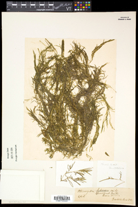 Potamogeton spirillus image