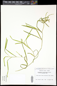 Potamogeton zosteriformis image