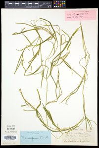 Potamogeton zosteriformis image