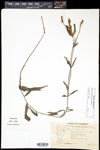 Potamogeton alpinus image