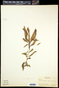 Potamogeton alpinus image