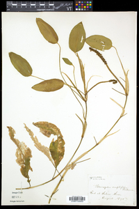 Potamogeton amplifolius image