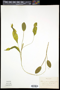 Potamogeton amplifolius image