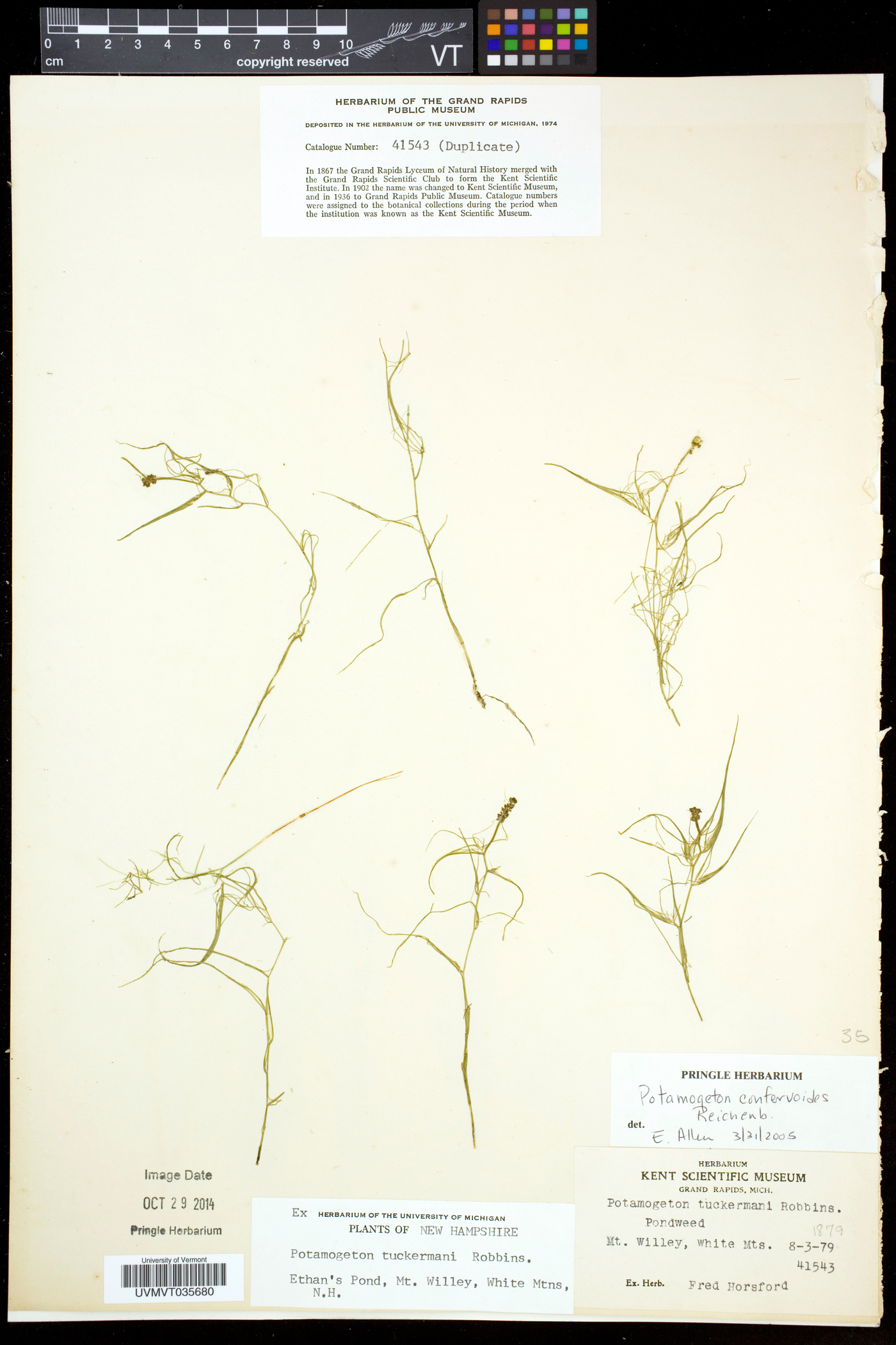 Potamogeton confervoides image