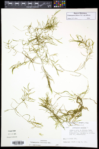 Potamogeton foliosus subsp. foliosus image