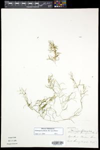 Potamogeton foliosus subsp. foliosus image