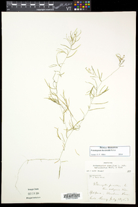 Potamogeton berchtoldii image